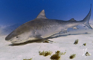 A sniffing Tiger Shark at Tiger Beach - Bahamas by Steven Anderson 